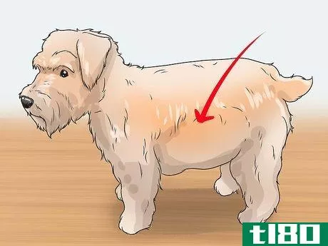 Image titled Diagnose Diabetes in Miniature Schnauzers Step 6