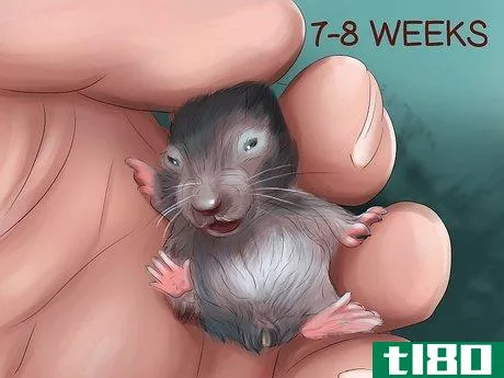 Image titled Determine the Sex of a Dwarf Hamster Step 7
