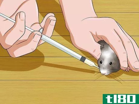 Image titled Feed a Hamster Medicine Step 4