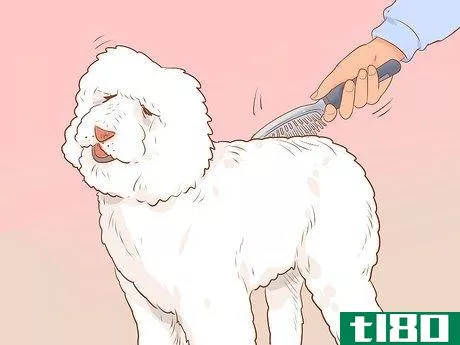 Image titled Full Scissor a Poodle by Hand Step 7