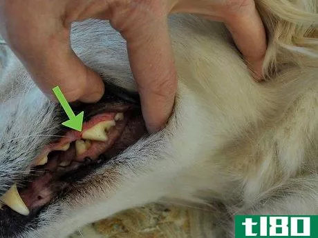 Image titled Diagnose Canine Periodontal Disease Step 2