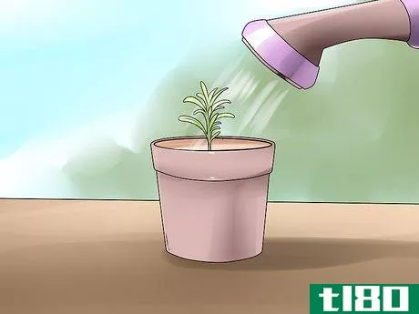 Image titled Divide a Lavender Plant Step 13