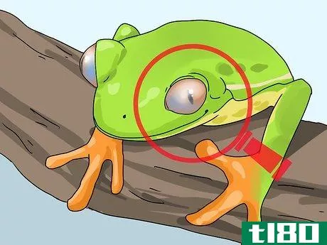 Image titled Diagnose Your Tree Frog's Illness Step 7