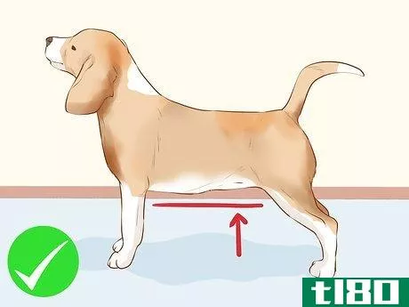 Image titled Determine if Your Dog Is Overweight Step 2