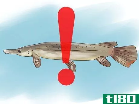 Image titled Fish for Alligator Gar Step 13