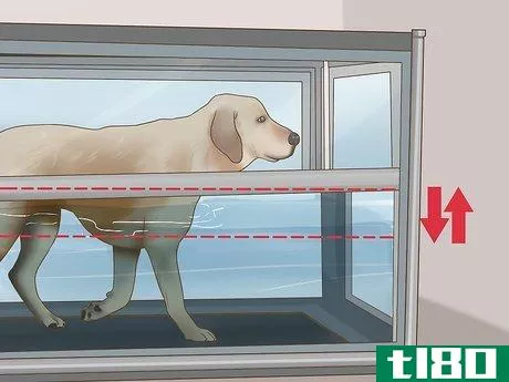 Image titled Exercise a Senior Dog on a Water Treadmill Step 7