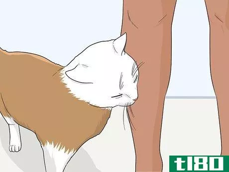 Image titled Gain a Cat's Trust Step 9