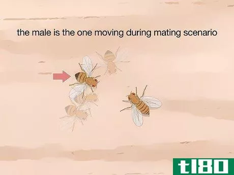 Image titled Distinguish Between Male and Female Fruit Flies Step 7