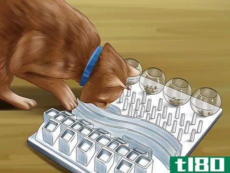 如何用食物拼图喂猫(feed a cat using food puzzles)