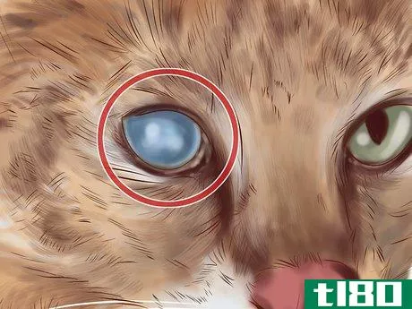 Image titled Diagnose Feline Cataracts Step 3