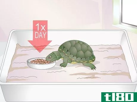 Image titled Feed a Baby Turtle Step 4