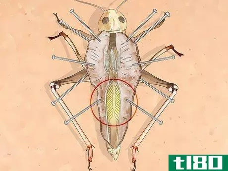 Image titled Dissect a Locust Step 13