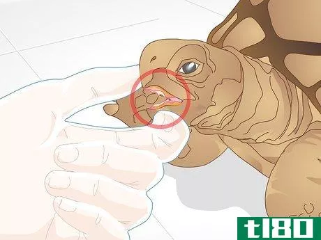 Image titled Diagnose Stomatitis in Tortoises Step 5