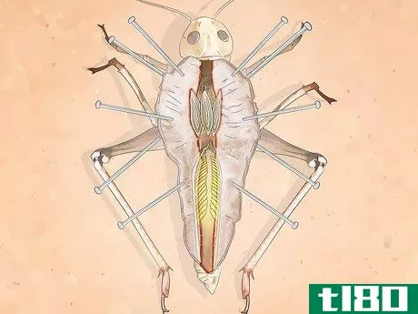 Image titled Dissect a Locust Step 12