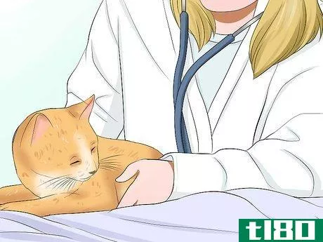 Image titled Diagnose Tapeworms in Cats Step 6