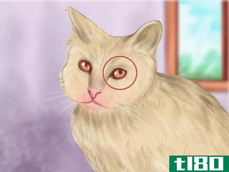 Image titled Diagnose Feline Cataracts Step 9