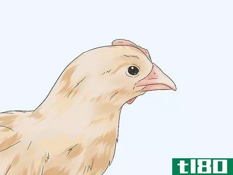 Image titled Determine the Sex of a Chicken Step 6
