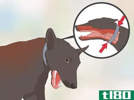 Image titled Diagnose Coughing in Dogs Step 2
