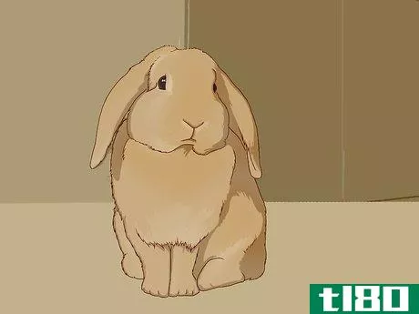 如何喂你的兔子维生素(feed your bunny vitamins)