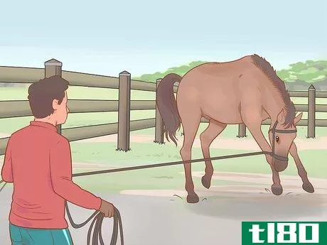Image titled Find out Why a Horse Is Crow Hopping Step 8
