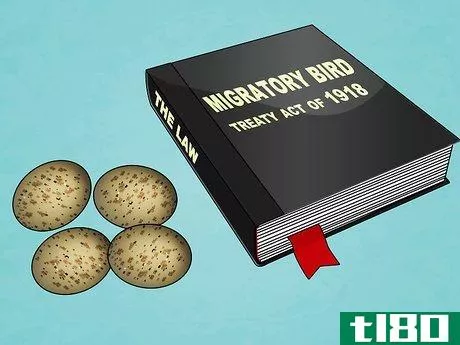 如何寻找并照顾野生鸟类的蛋(find and take care of wild bird eggs)