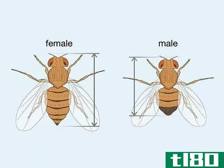 Image titled Distinguish Between Male and Female Fruit Flies Step 2
