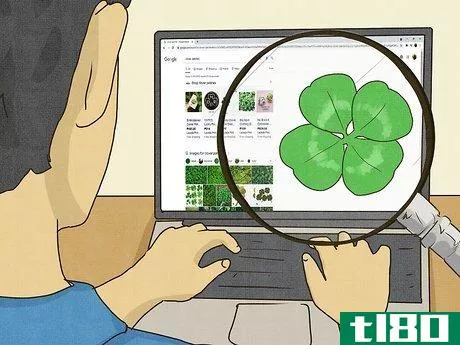 如何找一棵四叶三叶草(find a four leaf clover)