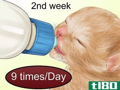 Image titled Feed Newborn Kittens Commercial Milk Replacer Step 17
