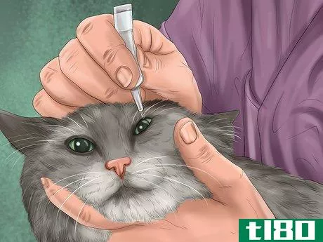 Image titled Diagnose Feline Cataracts Step 12