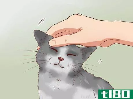 Image titled Discipline Cats Step 9