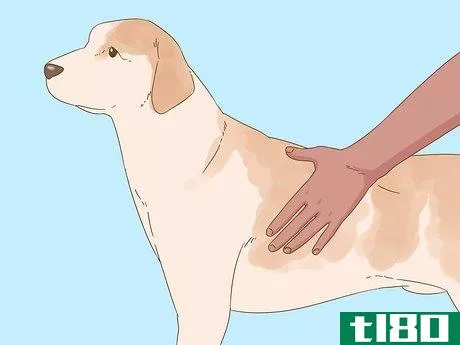 如何检测狗的糖尿病(detect diabetes in dogs)