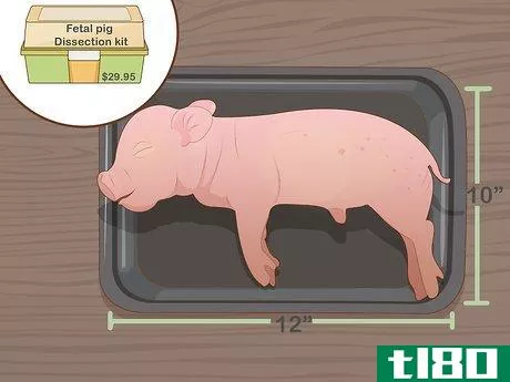 Image titled Dissect a Fetal Pig Step 3