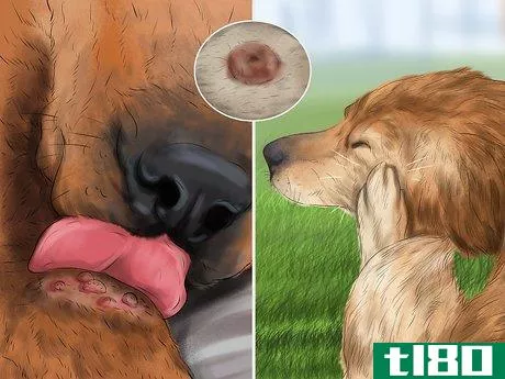 Image titled Diagnose Skin Masses on Dogs Step 4