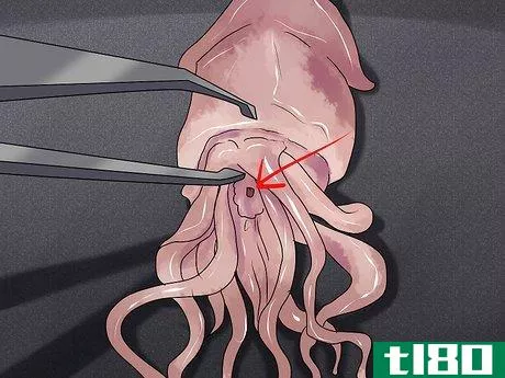 Image titled Dissect a Squid Step 7
