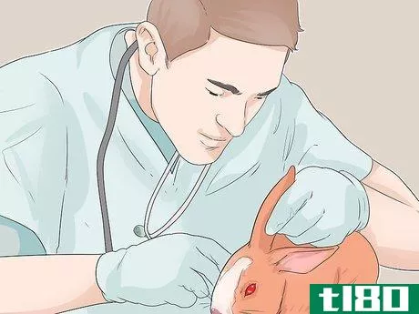 Image titled Diagnose Ear Mites in Rabbits Step 6