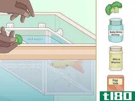 Image titled Feed Guppies Step 10