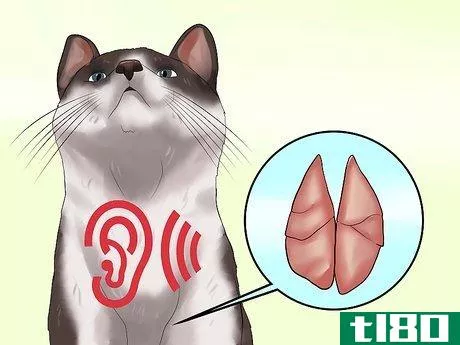 Image titled Detect Kitten URI or Pneumonia Step 1