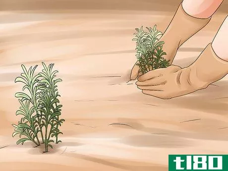 Image titled Divide a Lavender Plant Step 28