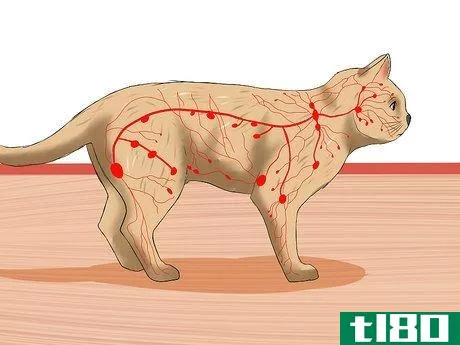 Image titled Diagnose Feline Lymphosarcoma Step 2