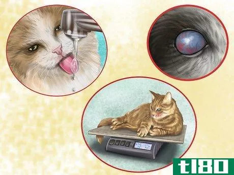 Image titled Diagnose Feline Cataracts Step 8