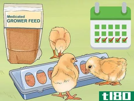 Image titled Feed Chicks Step 6