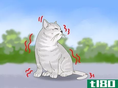 如何诊断和治疗猫冻伤(diagnose and treat frostbite in cats)