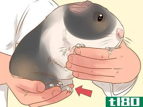Image titled Diagnose and Treat Urinary Problems in Guinea Pigs Step 4