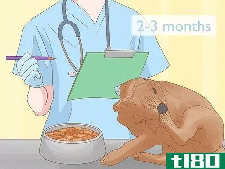 Image titled Diagnose and Treat Your Dog's Itchy Skin Problems Step 25