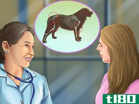 如何锻炼患关节炎的狗(exercise a dog with arthritis)