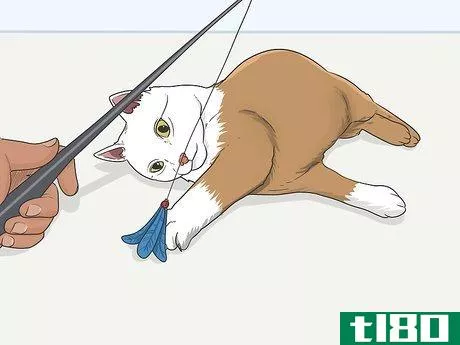 Image titled Gain a Cat's Trust Step 12