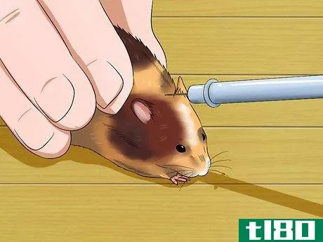Image titled Feed a Hamster Medicine Step 14