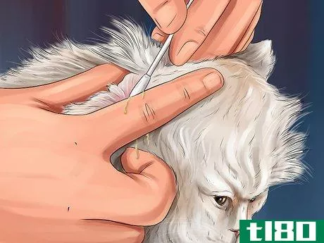 Image titled Diagnose and Treat Ear Infections in Cats Step 9