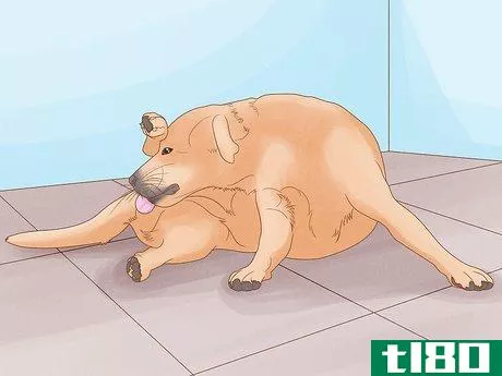 Image titled Diagnose and Treat Your Dog's Itchy Skin Problems Step 1