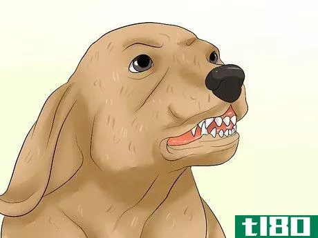 Image titled Diagnose Epilepsy in Beagles Step 3